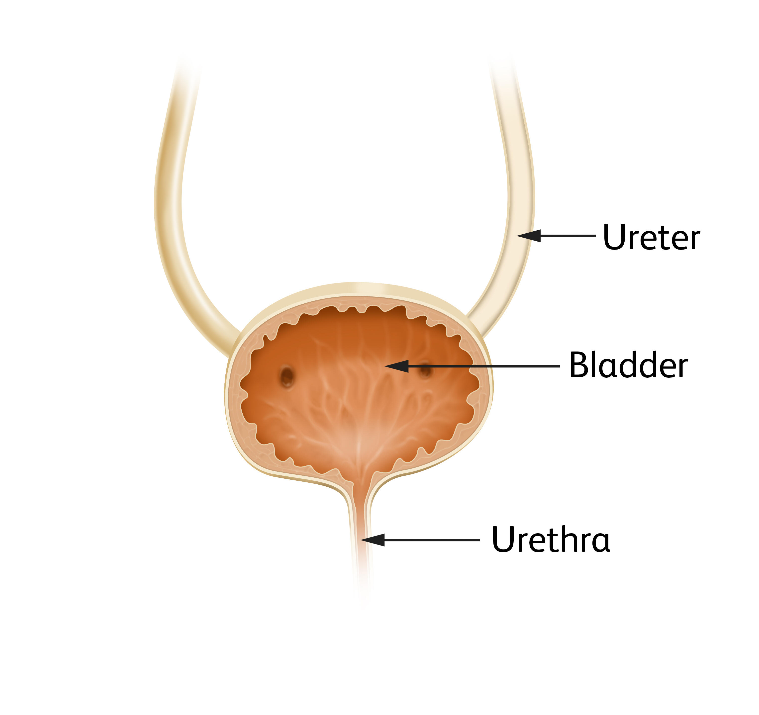 Urinary System Diagram